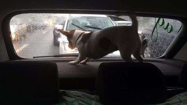 Собака лает на дворник. Забавный пёс и стеклоочиститель