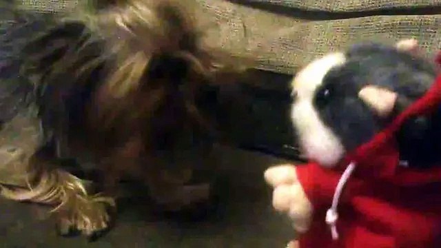 Собака лает на игрушку повторюшку Прикол