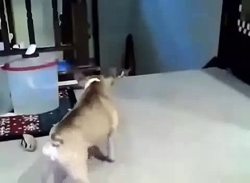 Собака лает, кот атакует