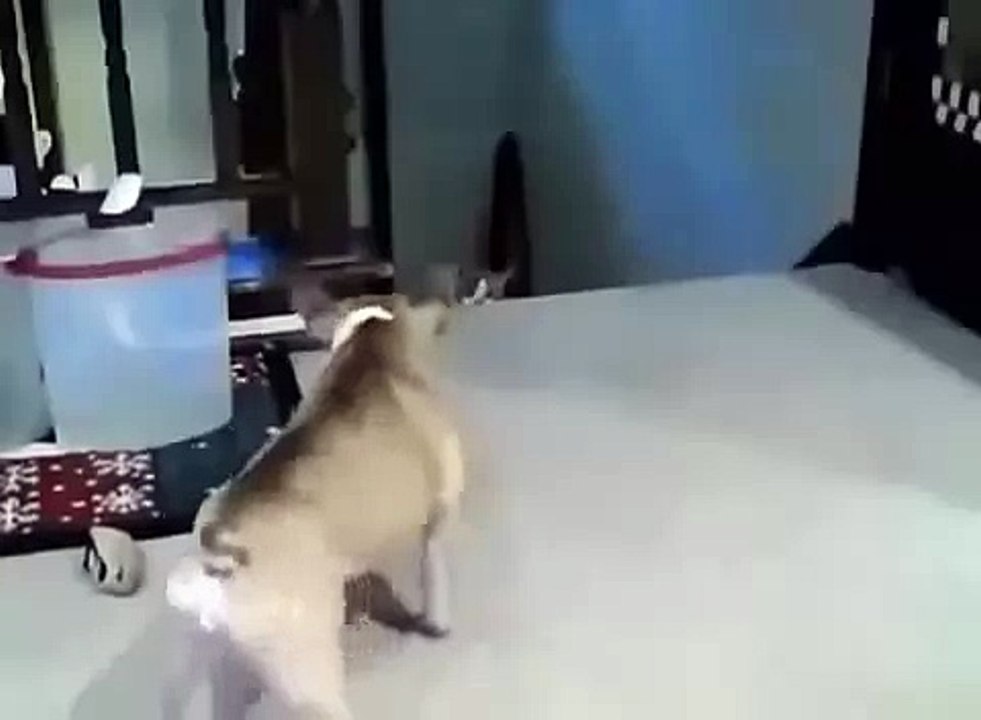 Собака лает, кот атакует