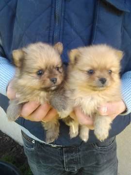 Chiots spitz nés le 22 janvier