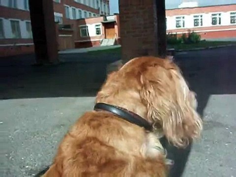 призрак на кого лает собака