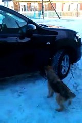 Прикол.Собака лает на свое отражение