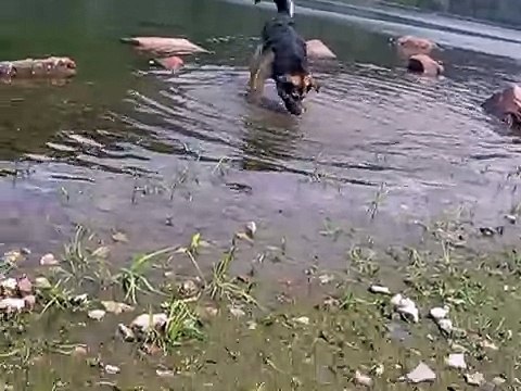 собака лает на воду!)