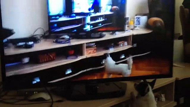 Собака лает на свое изображение в телевизоре