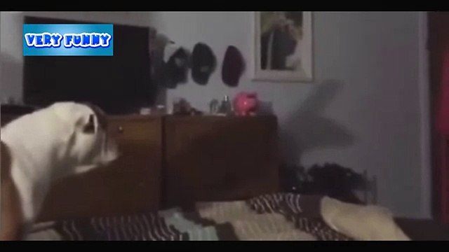 Собака лает на тень Эпичные аварии Снег с многоэтажки упал на машину