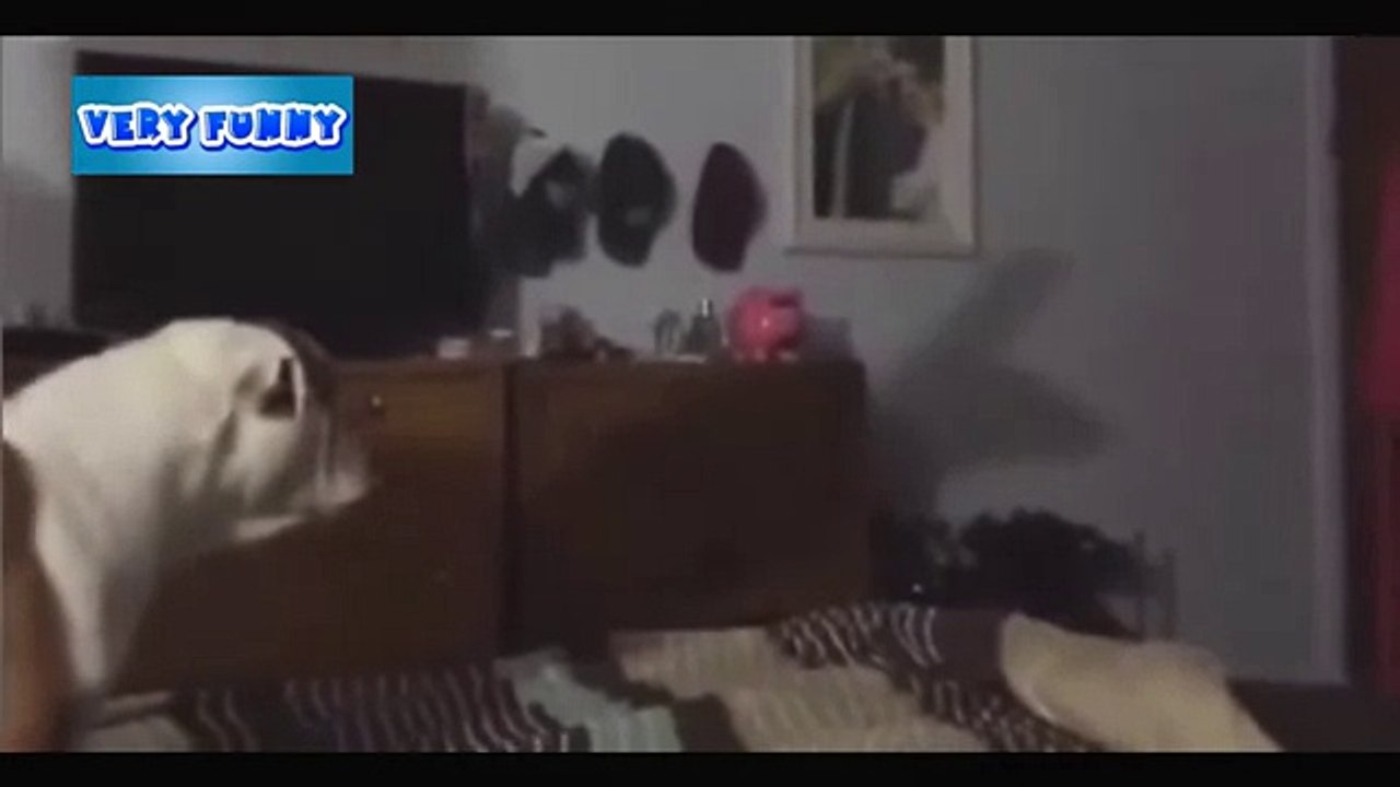 Собака лает на тень Эпичные аварии Снег с многоэтажки упал на машину