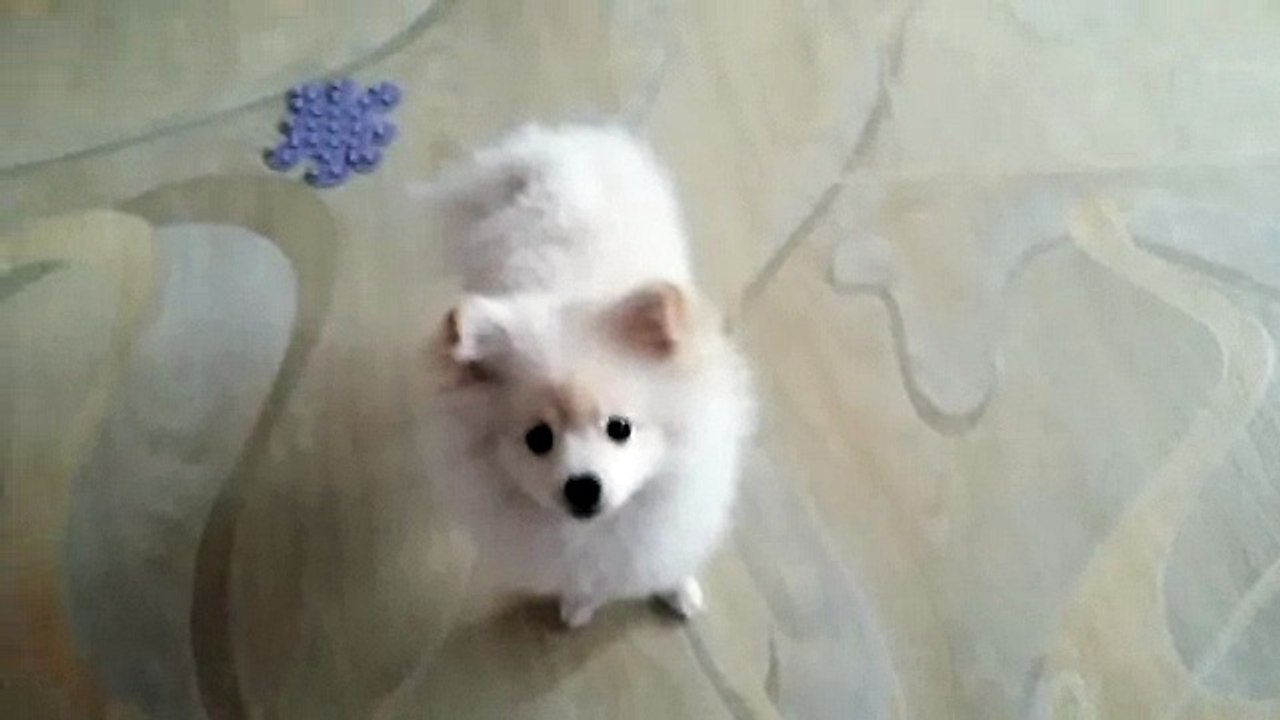 Собака лает