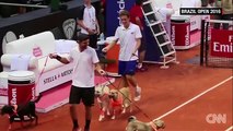 Tennis : des chiens ramasseurs de balles