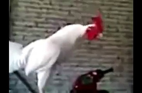 VEry VEry Funny HAHAh new funny 2016 CHallange to stop laughing