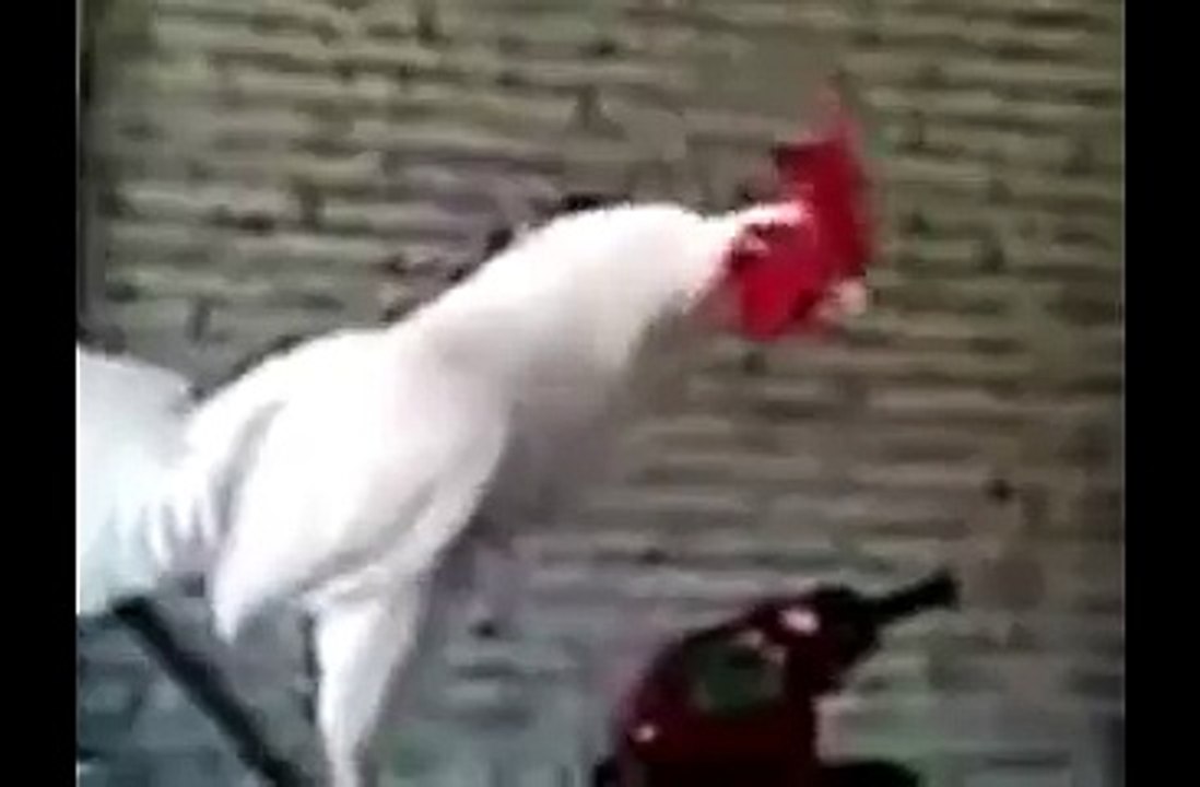 VEry VEry Funny HAHAh new funny 2016 CHallange to stop laughing