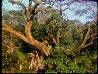 Adventures with African Wildlife