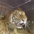 Três tigres-siberianos são soltos na natureza