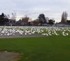 Gansos formam uma onda gigante ao decolar