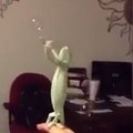 Um camaleão se diverte estourando bolhas de sabão