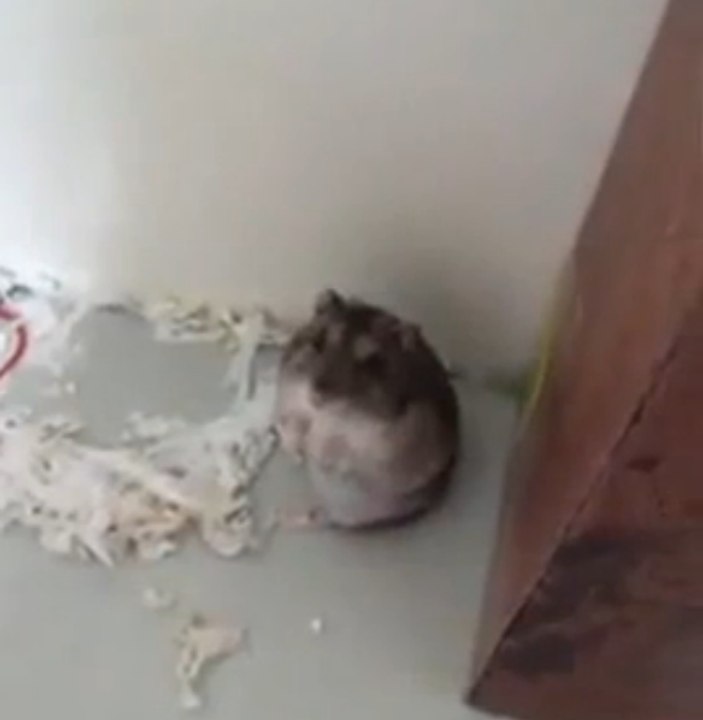 O hamster ator