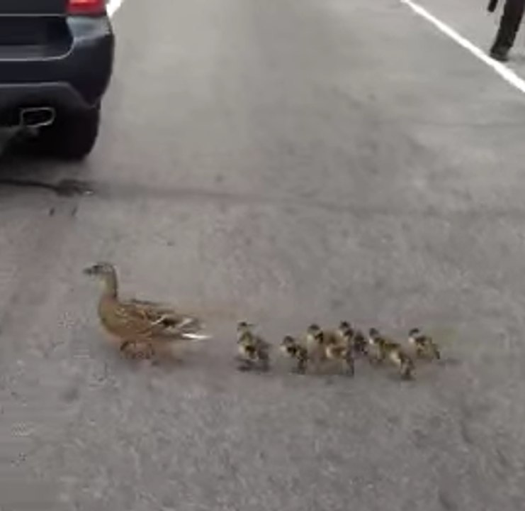 Deixem os patos passarem