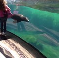 Cumplicidade surpreendente entre um leão-marinho e uma menininha