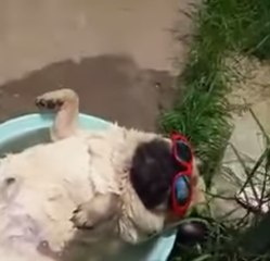Um cachorro ronca durante o banho
