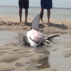 Salvamento de um tubarão