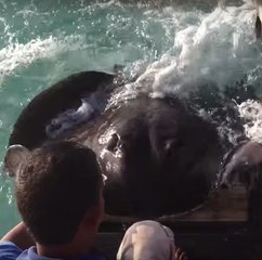 Uma arraia sobe em uma rampa para comer