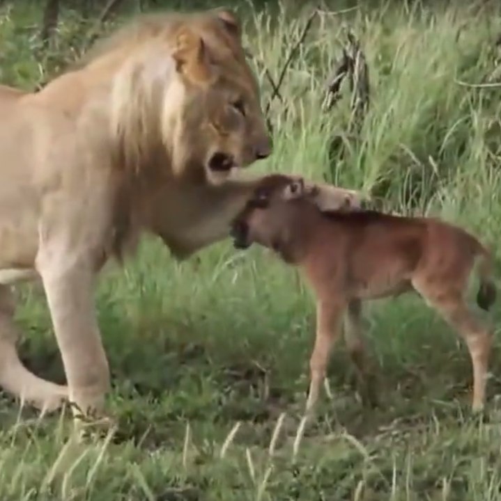 Uma leoa salva um bebê gnu