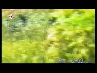ANIMALS ONLY SPECIAL Funniest Home Videos part 229