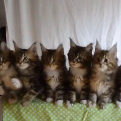 How to test the reflexes of 7 kittens