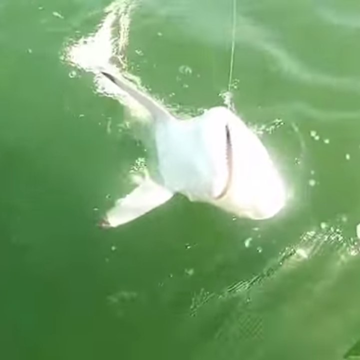 A fish eats a fisherman’s catch
