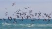 Thousands of birds dive into the sea