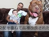 【衝撃】 巨大犬、ピットブル （人を咬む事故が一番多い犬） と暮す家族