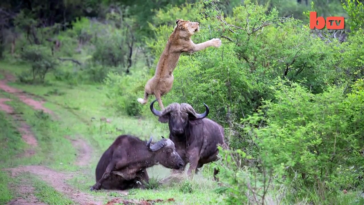 Buffalo Launches Lion Into The Air For Snacking On His Friend - Video - KillSomeTime.com
