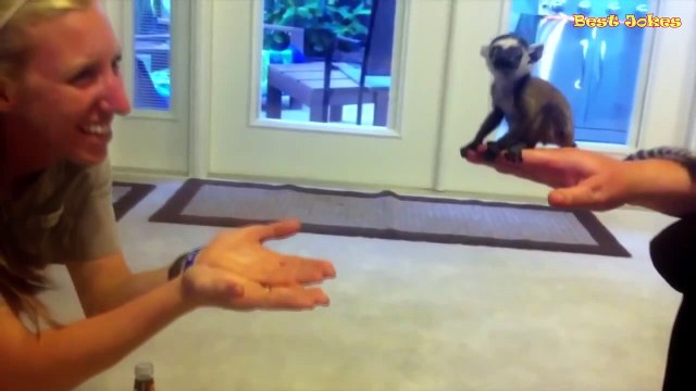 СУПЕР ПРИКОЛЫ #1 Лучшие приколы Февраль 2016 Смешное Видео Подборка Прикол дня С животными