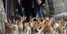 Japans Cat Island where felines outnumber humans 6 to 1