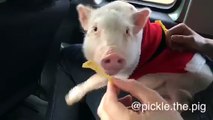 Pickle the mini pig munches on some chips