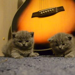 He makes three kittens fall asleep with a guitar string