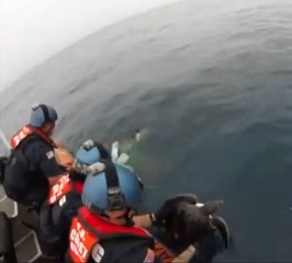 The rescue of turtles trapped in the sea
