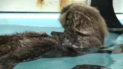 Abandoned otter who cried for her mother is now living the most adorable life