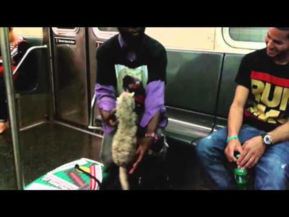 FERRET ATTACK PRANK!