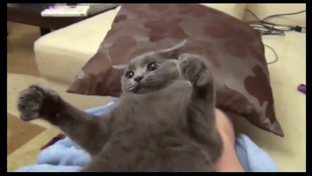 Кот лает Гавкает лающий кот