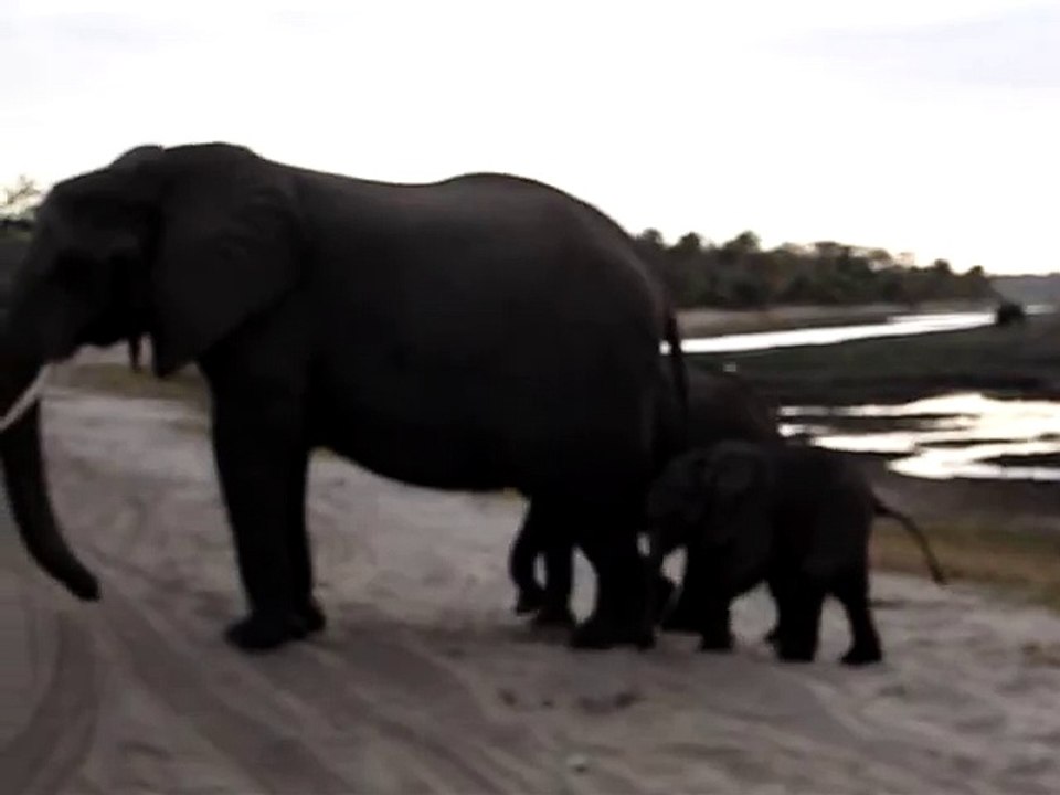 Baby elephant sneezes and scares himself.