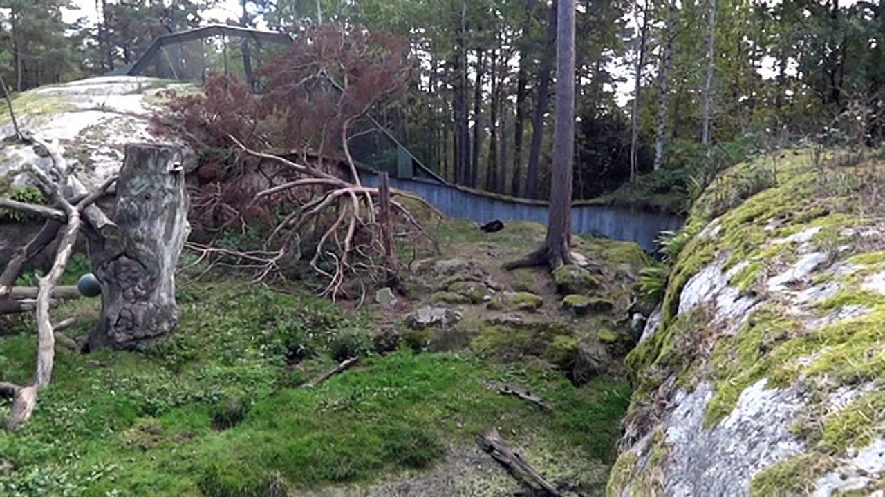 wolverine Росомаха