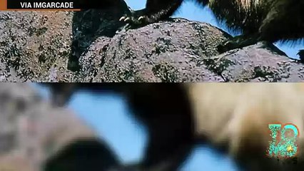 Росомаха прогрызла клетку в аэропорту Нью-Джерси