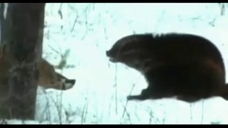 Росомаха против американского барсука (Wolverine vs American badger)