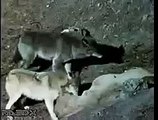 Росомаха против волков (Wolverine vs Wolves)
