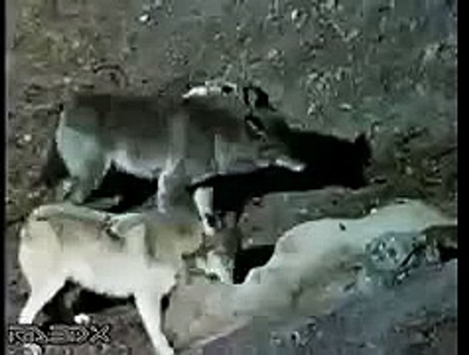 Росомаха против волков (Wolverine vs Wolves)