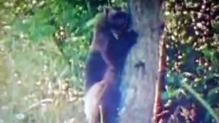 Росомаха против медведя-Wolverine vs Bear