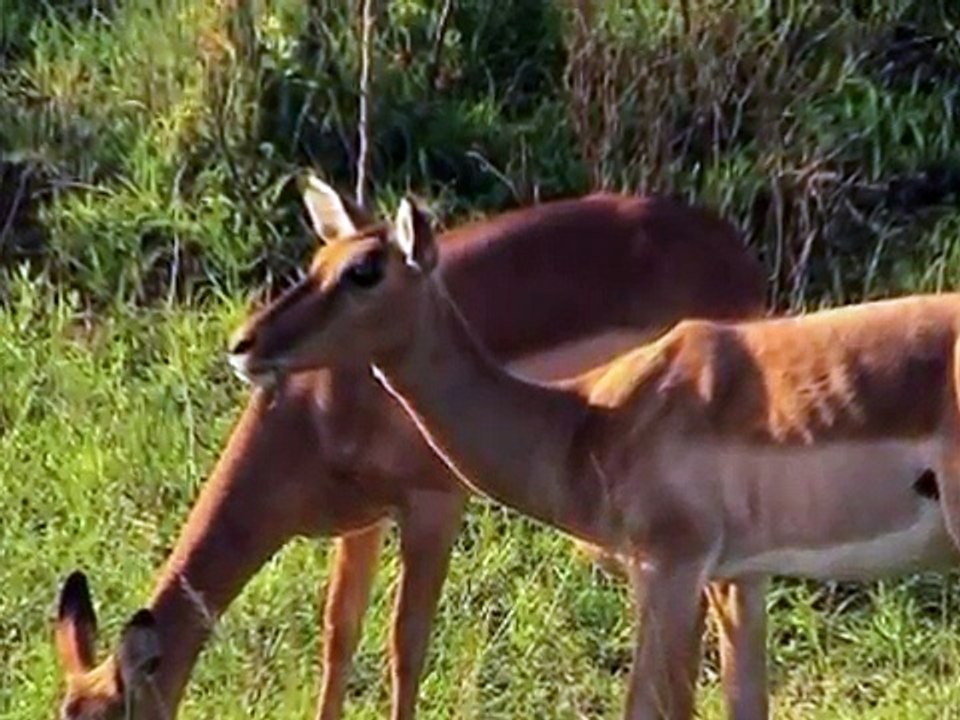 Animaux de la Savane