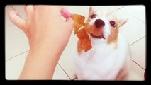 Magic the Jack Russell Terrier Eating (World Music 720p)