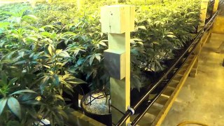 Growing Marijuana Episode 8